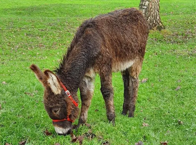 Les De Claire Saint-Gatien-des-Bois